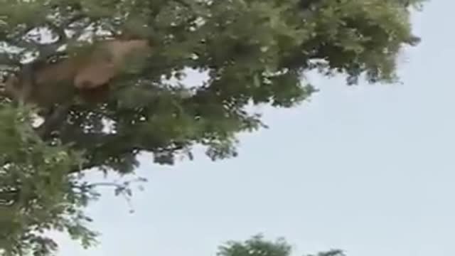 Wonderful Lion Vs Amazing Monkey On The Tree