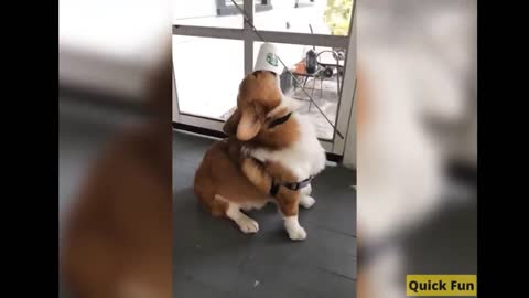 Dogs and Cats, Baby Pets Funny Videos