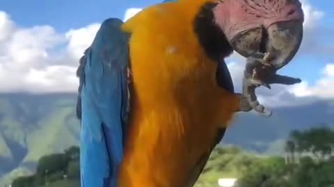 The parrot is eating nuts