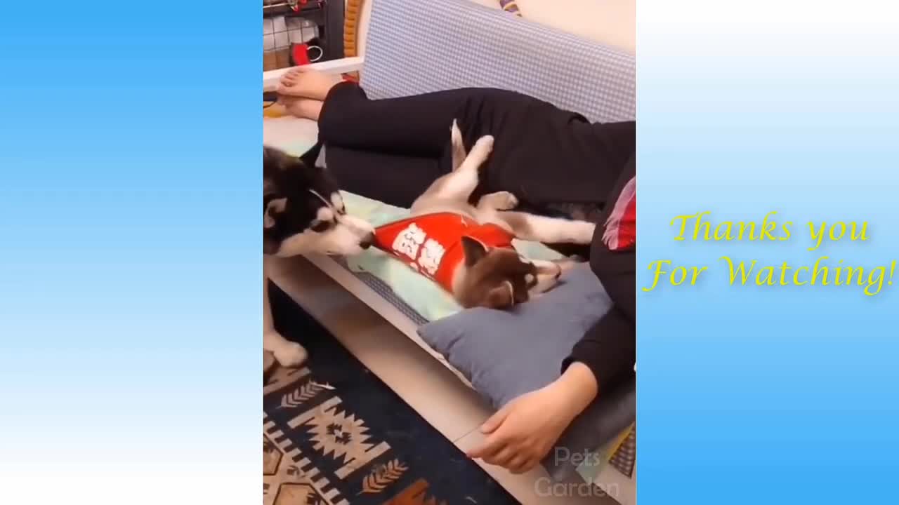 Cute dog best scene