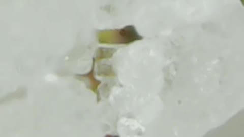 Zoom salt macro camera