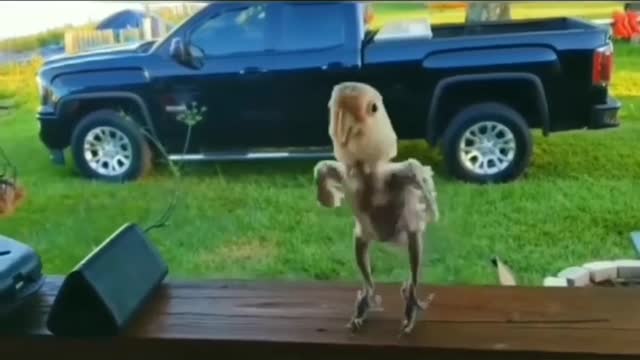 Music bird dance 164