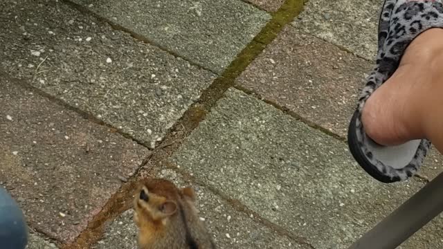 Chipmunk Joins in for Morning Coffee Time