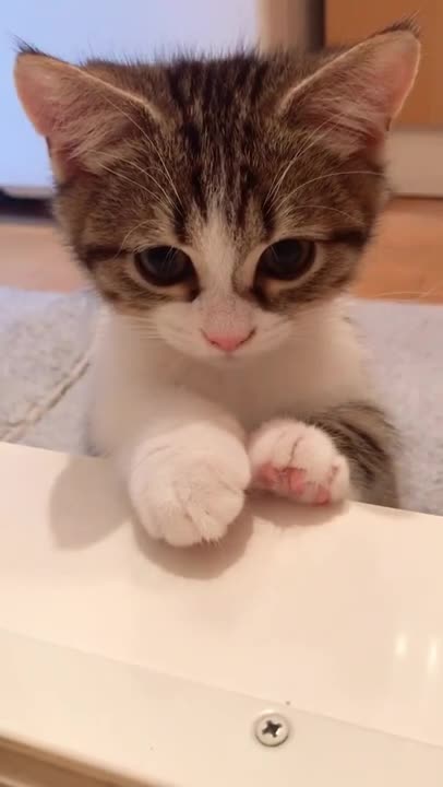 FUNNY SWEET CAT ! ! !