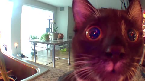 Kitty thinks someone stuck in camera