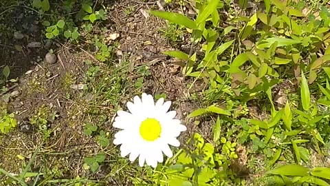 Daisy