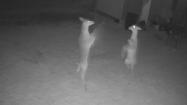 Deer Boxing Caught on Security Camera