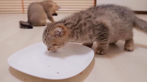 The kitten brothers who were so excited about their first bonito were so cute.