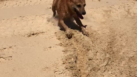 Doggy Drags Ball Along the Beach