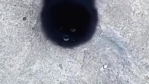 Black dog baby