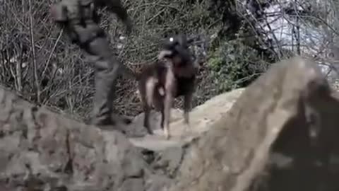 Dog Training Video🐶 - Funny Dog Video - Dog Love - #short # CuteDog # Dogshort # Dog
