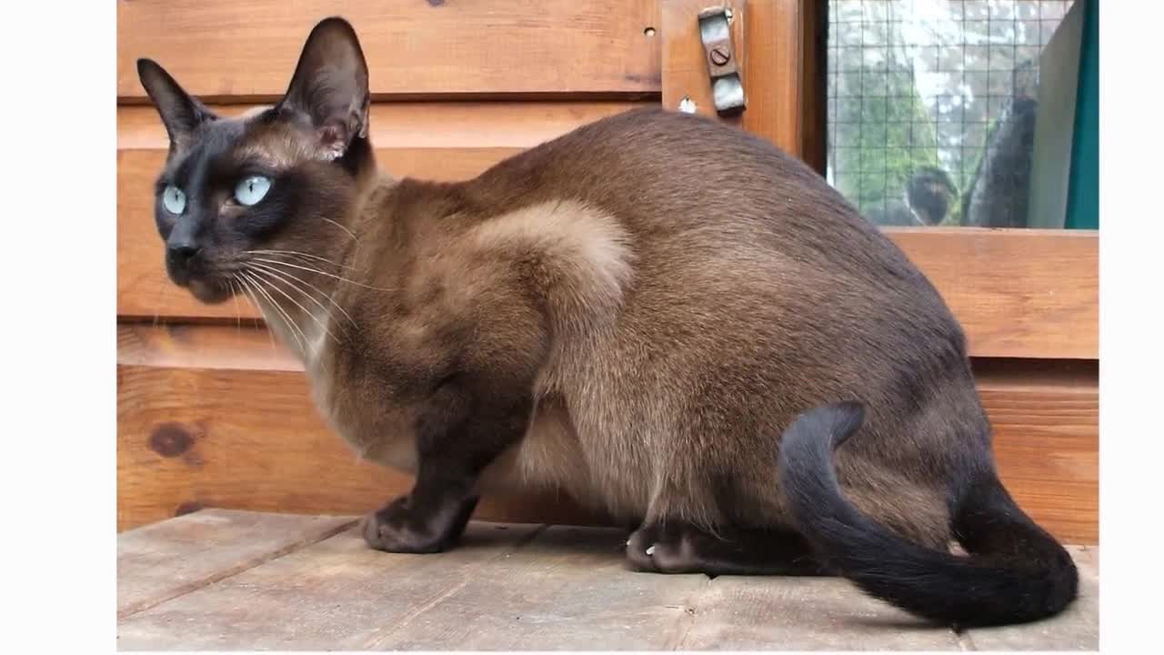 Funny Cats 😂 😹🥰 32