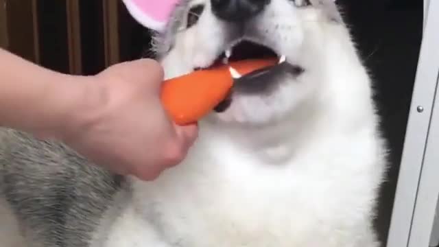 This is a dog or a bunny, so like to eat carrots