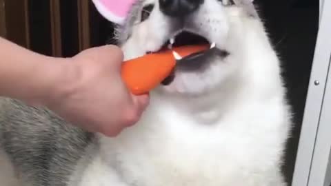 This is a dog or a bunny, so like to eat carrots