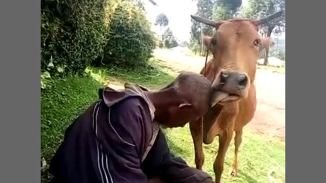 A cow can be your friend?