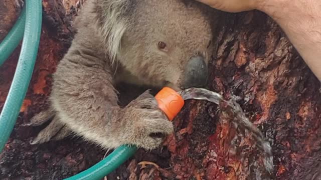 Cute Koala Quenches its Thirst