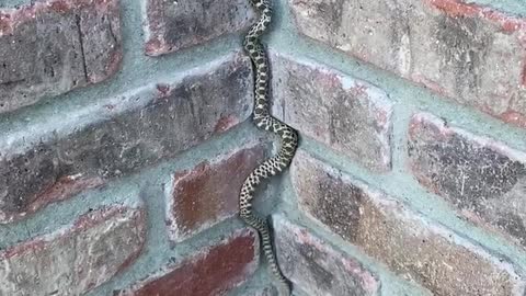 Snake Scales Up Brick Wall