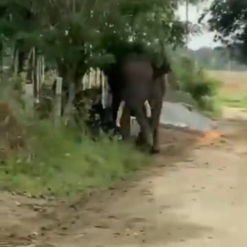 Man vs Elephant Fight