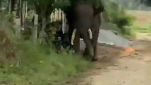 Man vs Elephant Fight