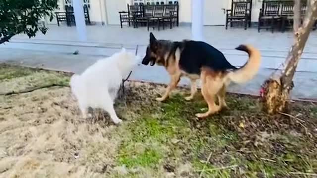 White husky with german shephred