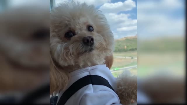 cute and funny baby dogs puppies07