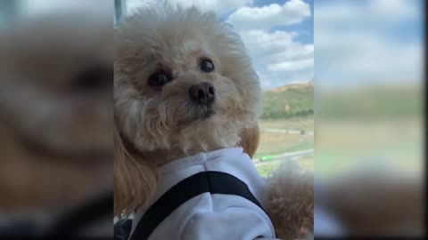 cute and funny baby dogs puppies07
