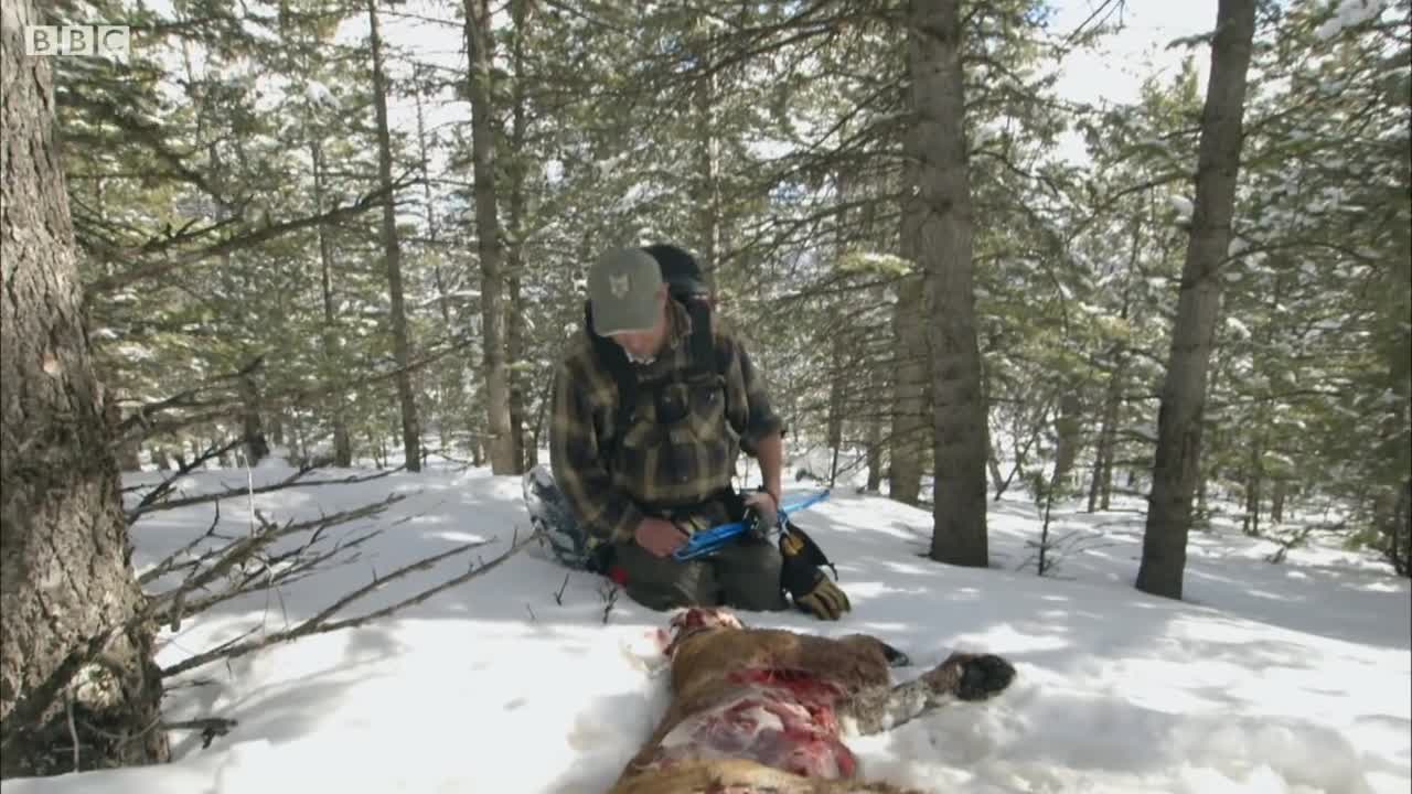 Mountain Lion Mother's Mysterious Death | BBC Earth