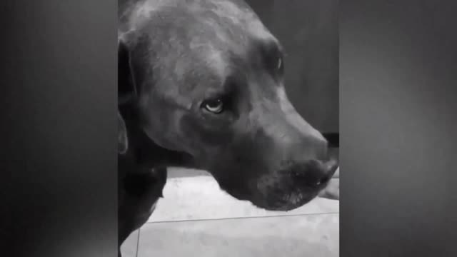 Dogs reaction to cutting cake 🤣-very funny