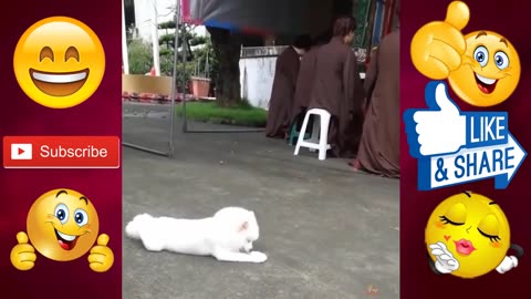 Funniest Cats & Dogs video That Will Make You Laugh #shorts #shortsvideo #video #viral