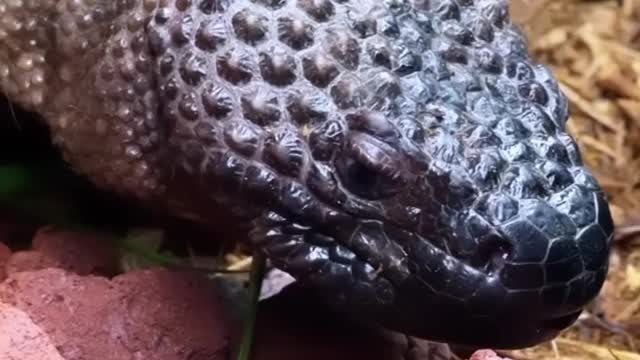 Friendly Passerby Quenches Snake’s Thirst