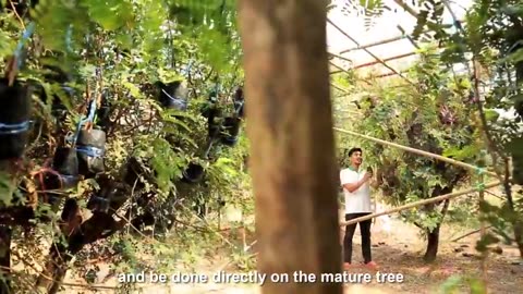 Awesome Tamarind Cultivation Technology - Tamarind farm and harvest - Tamarind Processing