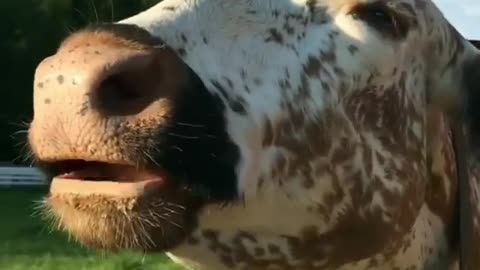 Sharing Snack With Cow