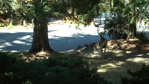 Buck Visits Us at Lunchtime