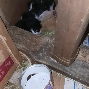 Feeding the kittens