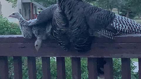 Protective Turkey Shields Chicks from Storm