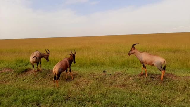 Safari in Masai Mara National Park, Kenya, Africa #travel #wildlife #safari