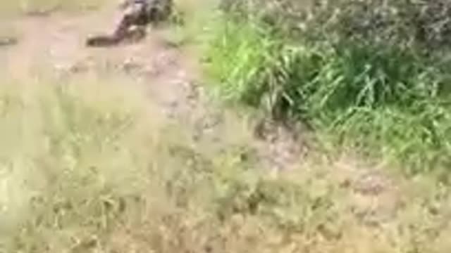 Scary sight of a lion devouring someone who will not believe