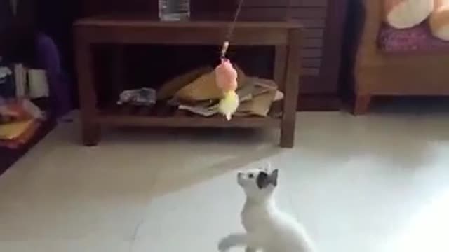 Funny Cat cute and Funny Cat Videos