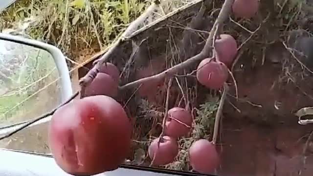 New way to harvest apples in the orchard