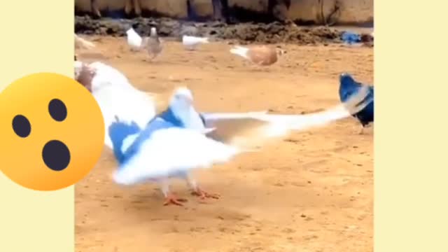 Amazing Pigeon