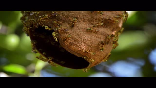 Bee House in the jungle