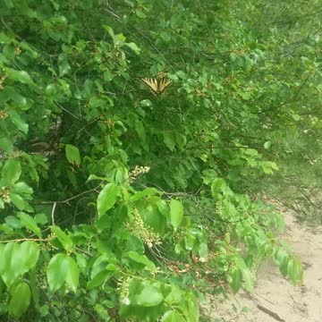 Yellow swallowtail butterfly