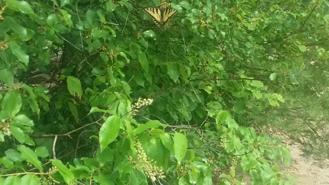 Yellow swallowtail butterfly