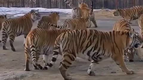 Hungry crowd of tiger