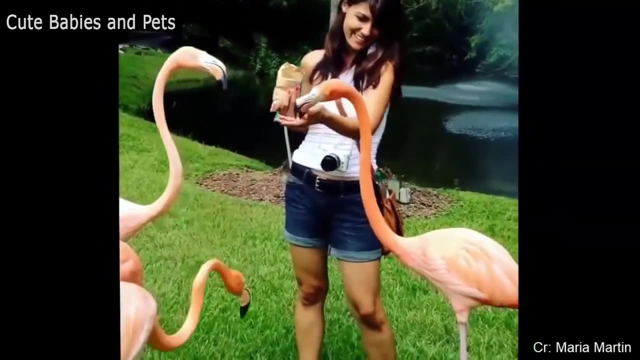 Funny Animals Scarring And Chasing People 2023 Compilation