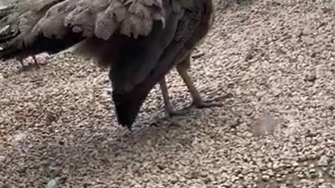 Fat big bird