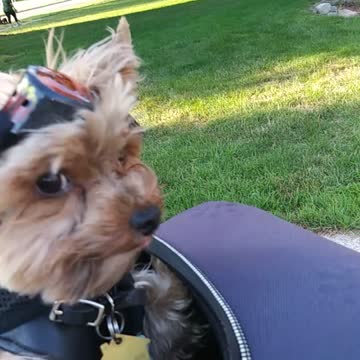Kash biker dog