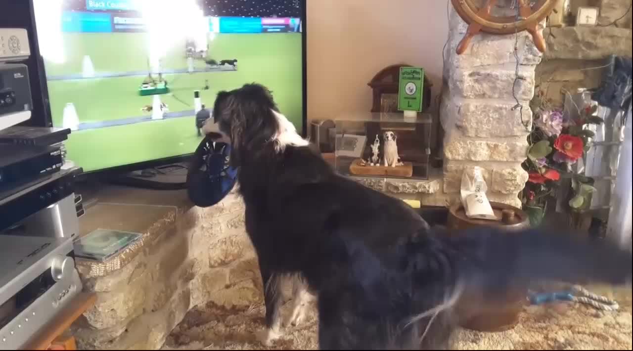 Border Collie cheers on dog show competition