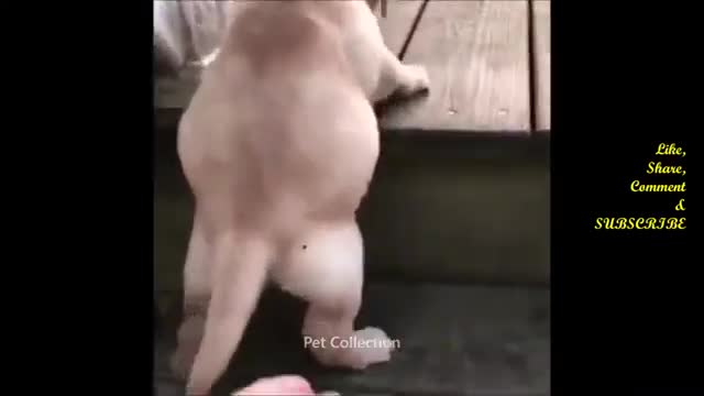 Little baby dog funny video