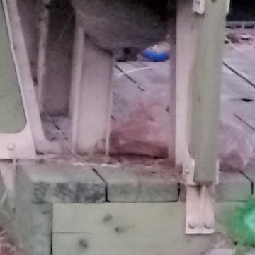 A pesky Hornet's nest